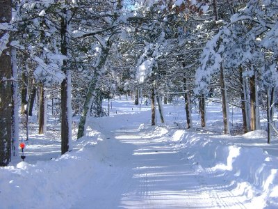 Snow Forrest